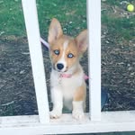 Luna Mann - @l_un_athesiborgi - Instagram