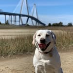 Luna Mann - @luna.labgood - Instagram