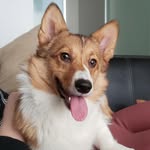 Luna Mann - @lil.lunathecorgi - Instagram