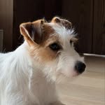Luna the Jack Russell - @luna_matata99 - Instagram