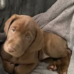 Luna McBride - @lunathecitydog - Instagram