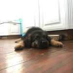 Luna McBride - @luna_bears_world - Instagram