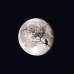 Luna McBride - Facebook