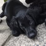 Luna - @luna_mclean_flatcoat - Instagram