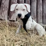 Luna McLean - @lunathedogoxo - Instagram