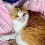 Luna McLean - @lunathelunatickittycat - Instagram