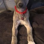 Luna the Whippet - @luna_hendrie_mclean - Instagram