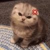 luna - @lunameadows07 - TikTok