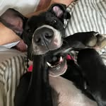 Luna Meadows - @lunathetmsdog - Instagram