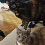 Luna & Monroe - @torontotorties - Instagram