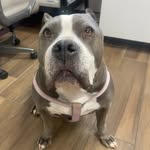 Luna The House Hippo - @luna_monroe_ - Instagram