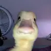 Duck Squad - @lunamoore74 - TikTok