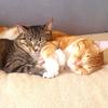 Morris&Luna - @morris_luna - TikTok