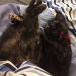 Luna Morrison - @lunamorrison9 - Instagram