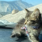 Luna Morrison - @adventurelunakitty - Instagram