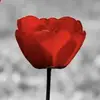 Luna88 - @lunamossa88 - TikTok