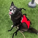Luna Moss - @luna_bug_moss - Instagram