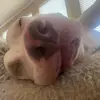 Luna Moss-Cortez - @lunamosscortez - TikTok