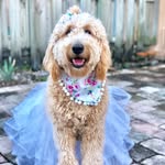 Luna💗-Moss Creek Goldendoodle - @lunamcdoodle - Instagram