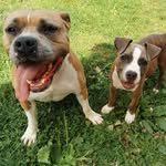 amstaff lover🐶 - @luna_murphyy - Instagram