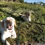 Luna & Murphy - @luna_murphy_labs - Instagram