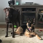 Luna & Murphy - @thegsdluna_ - Instagram