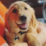 Luna & Murphy Clark 🌙🐾🐶 - @luna.murphy.clark - Instagram