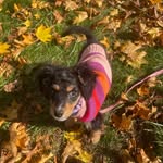 Luna Murphy - @tinylunadoodle - Instagram