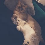 ♡Luna&Murphy♡ - @bkh_murphyluna - Instagram
