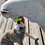 Luna&Murphy Whippet - @luna_murphy_whippet - Instagram