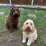 LunaRustyRafWinnie+Murphy - @luna_rusty_raf_winnie_murphy - Instagram