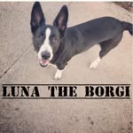 Luna Murray - @luna_the_borgi - Instagram