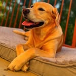 Luna Murray - @lunathelooneyretriever - Instagram