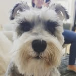 Luna Murray - @luna.loves.newyork.shire - Instagram