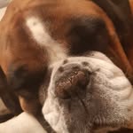 Luna Murray - @luna_theboxerdog - Instagram
