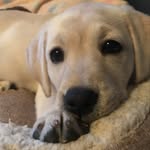 Luna Patel - @lunapatel_labrador - Instagram