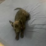 Luna Patel - @theadventuresofluna2024 - Instagram