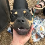 Luna Patterson - @luna_loutherescue - Instagram