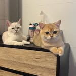 Luna 🌕 & Puma 🐈 - @luna_pearson2024 - Instagram