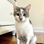 Luna - @lunapearsonthecat - Instagram