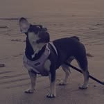 Luna pearson - @looneyluna.thefrenchie - Instagram