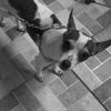 Luna_🐶🐩 - @luna_perry - TikTok