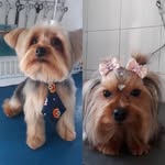 Luna perry pet - @lunaperrypet - Instagram