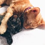 LunaPerry,HeraPerry,TheaPerry - @theperrycats - Instagram