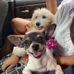 Soy.Perrybebé - @luna_perry__ - Instagram