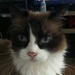 Luna Petersen - @luna_petersen_a_gata - Instagram