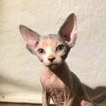 Haus of Luna - @luna_pierre_nohair - Instagram