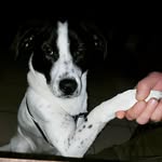 @dog.luna.pointer2022 - Instagram