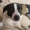 dog.luna.pointer - @dog.luna.pointer - TikTok