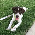 🐾ⓁⓊⓃⒶ🐾 - @its.luna.the.pointer - Instagram